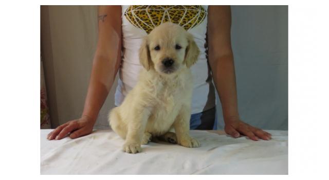 Щенки золотистого ретривера в питомнике Goldberry Щенки золотистого ретривера в питомнике Goldberry