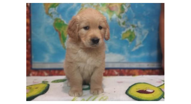 Щенки золотистого ретривера в питомнике Goldberry Щенки золотистого ретривера в питомнике Goldberry