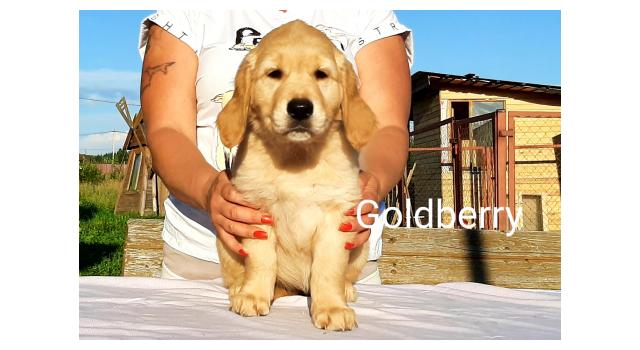 Щенки золотистого ретривера в питомнике Goldberry Щенки золотистого ретривера в питомнике Goldberry