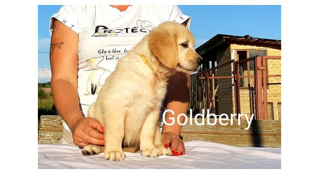 Щенки золотистого ретривера в питомнике Goldberry Щенки золотистого ретривера в питомнике Goldberry