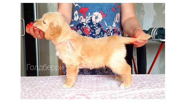 Щенки золотистого ретривера в питомнике Goldberry Щенки золотистого ретривера в питомнике Goldberry