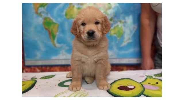 Щенки золотистого ретривера в питомнике Goldberry Щенки золотистого ретривера в питомнике Goldberry