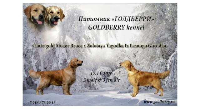Щенки в питомнике Goldberry Щенки в питомнике Goldberry