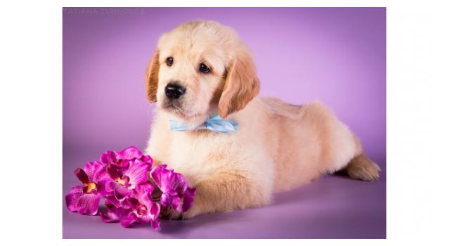 Щенки золотистого ретривера в питомнике Goldberry Щенки золотистого ретривера в питомнике Goldberry