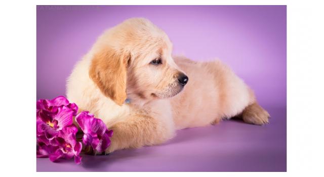 Щенки золотистого ретривера в питомнике Goldberry Щенки золотистого ретривера в питомнике Goldberry