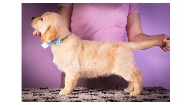 Щенки золотистого ретривера в питомнике Goldberry Щенки золотистого ретривера в питомнике Goldberry