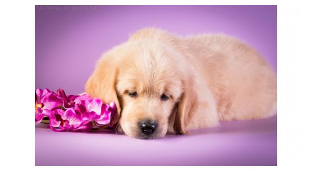 Щенки золотистого ретривера в питомнике Goldberry Щенки золотистого ретривера в питомнике Goldberry