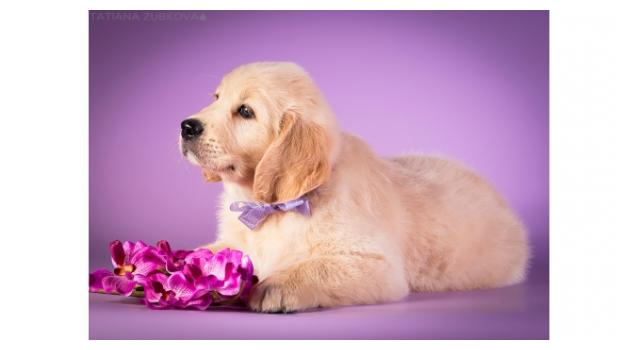 Щенки золотистого ретривера в питомнике Goldberry Щенки золотистого ретривера в питомнике Goldberry