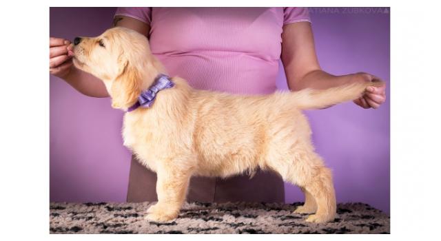 Щенки золотистого ретривера в питомнике Goldberry Щенки золотистого ретривера в питомнике Goldberry