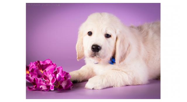 Щенки золотистого ретривера в питомнике Goldberry Щенки золотистого ретривера в питомнике Goldberry