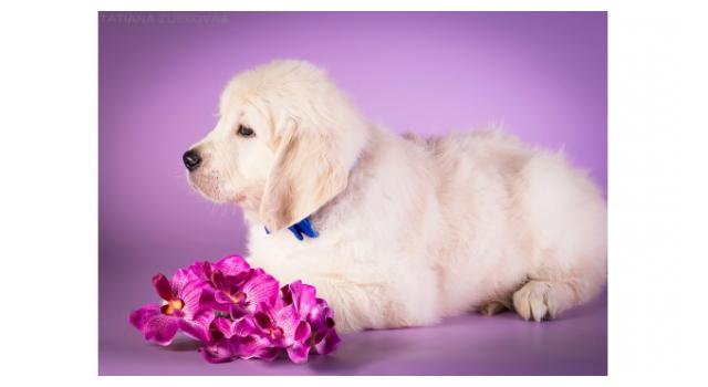 Щенки золотистого ретривера в питомнике Goldberry Щенки золотистого ретривера в питомнике Goldberry