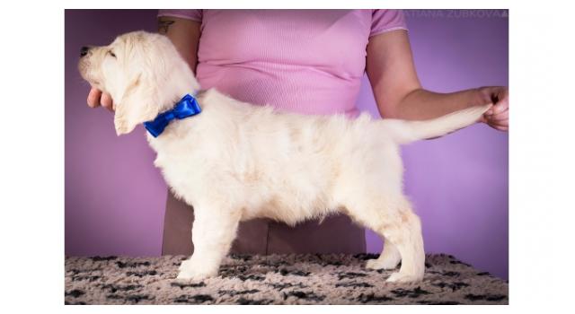 Щенки золотистого ретривера в питомнике Goldberry Щенки золотистого ретривера в питомнике Goldberry