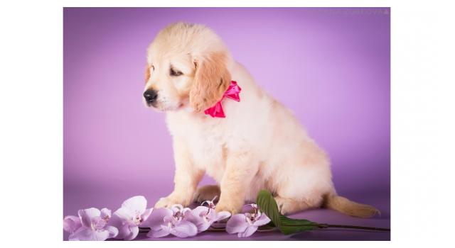 Щенки золотистого ретривера в питомнике Goldberry Щенки золотистого ретривера в питомнике Goldberry