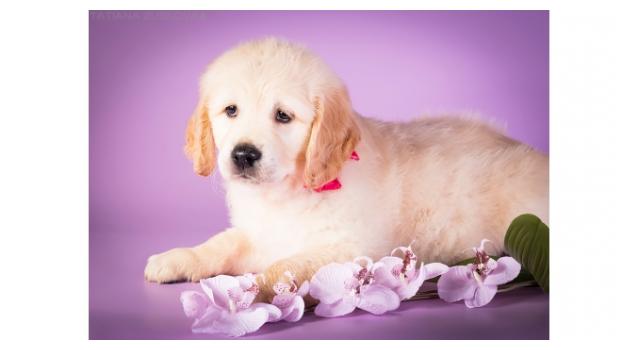 Щенки золотистого ретривера в питомнике Goldberry Щенки золотистого ретривера в питомнике Goldberry