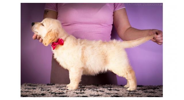 Щенки золотистого ретривера в питомнике Goldberry Щенки золотистого ретривера в питомнике Goldberry