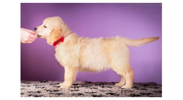 Щенки золотистого ретривера в питомнике Goldberry Щенки золотистого ретривера в питомнике Goldberry