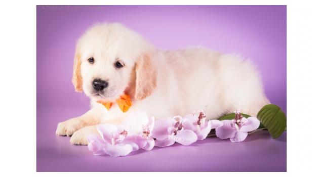 Щенки золотистого ретривера в питомнике Goldberry Щенки золотистого ретривера в питомнике Goldberry