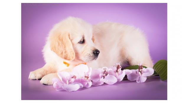 Щенки золотистого ретривера в питомнике Goldberry Щенки золотистого ретривера в питомнике Goldberry