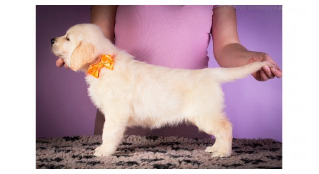 Щенки золотистого ретривера в питомнике Goldberry Щенки золотистого ретривера в питомнике Goldberry