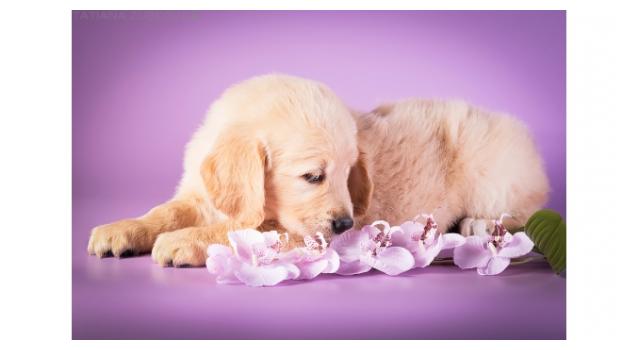 Щенки золотистого ретривера в питомнике Goldberry Щенки золотистого ретривера в питомнике Goldberry