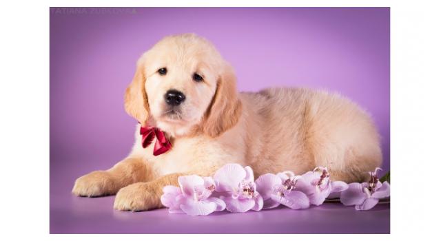 Щенки золотистого ретривера в питомнике Goldberry Щенки золотистого ретривера в питомнике Goldberry