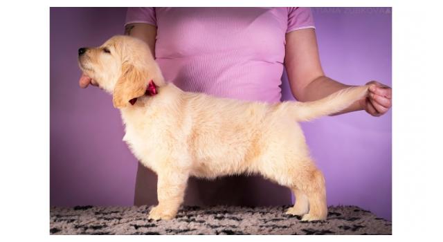 Щенки золотистого ретривера в питомнике Goldberry Щенки золотистого ретривера в питомнике Goldberry