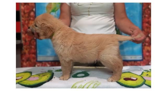 Щенки золотистого ретривера в питомнике Goldberry Щенки золотистого ретривера в питомнике Goldberry