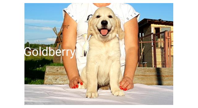 Щенки золотистого ретривера в питомнике Goldberry Щенки золотистого ретривера в питомнике Goldberry