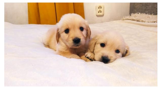 Щенки в питомнике Goldberry Щенки в питомнике Goldberry