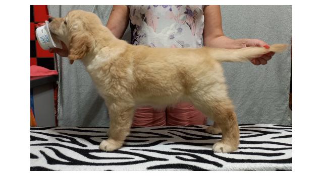 Щенки золотистого ретривера в питомнике Goldberry Щенки золотистого ретривера в питомнике Goldberry