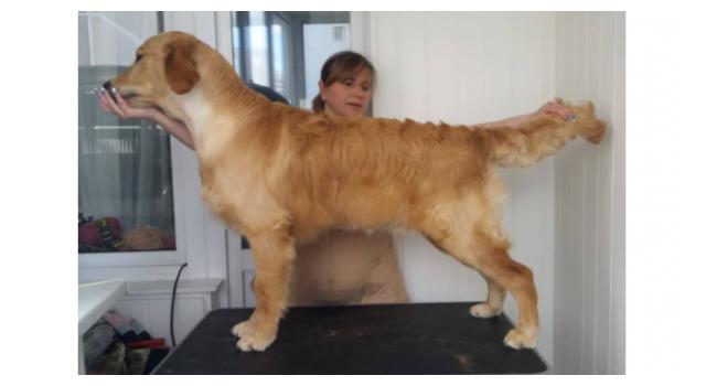 Щенки золотистого ретривера в питомнике Goldberry Щенки золотистого ретривера в питомнике Goldberry