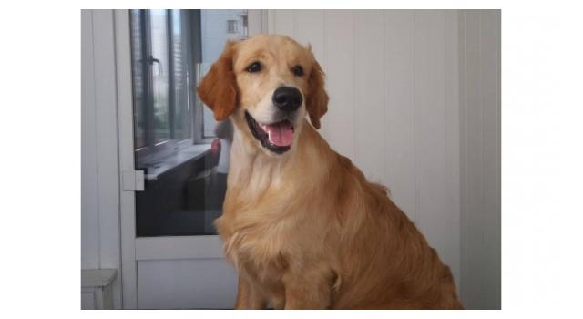 Щенки золотистого ретривера в питомнике Goldberry Щенки золотистого ретривера в питомнике Goldberry