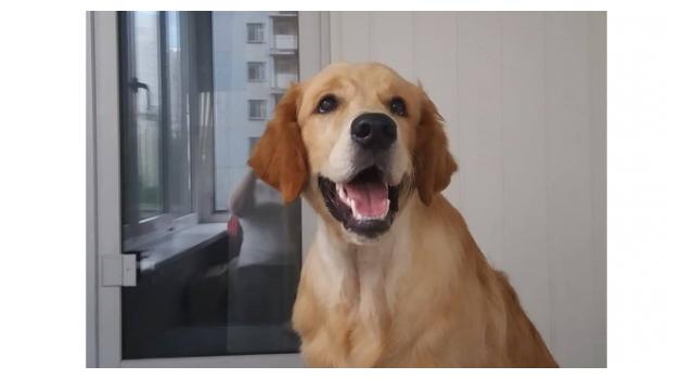 Щенки золотистого ретривера в питомнике Goldberry Щенки золотистого ретривера в питомнике Goldberry