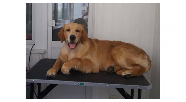 Щенки золотистого ретривера в питомнике Goldberry Щенки золотистого ретривера в питомнике Goldberry