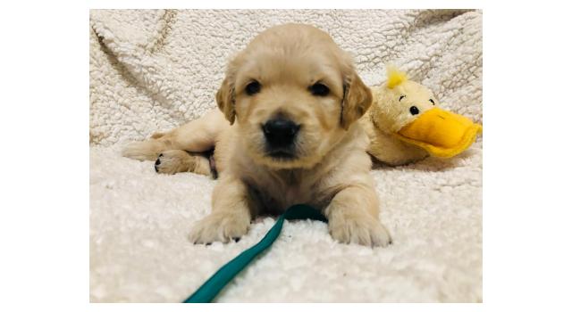 Щенки золотистого ретривера в питомнике Goldberry Щенки золотистого ретривера в питомнике Goldberry