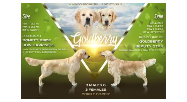 Щенки в питомнике Goldberry Щенки в питомнике Goldberry