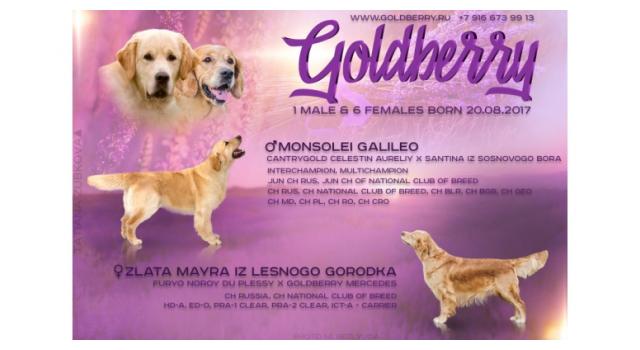 Щенки в питомнике Goldberry Щенки в питомнике Goldberry