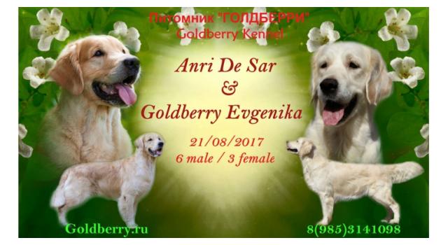 Щенки в питомнике Goldberry Щенки в питомнике Goldberry