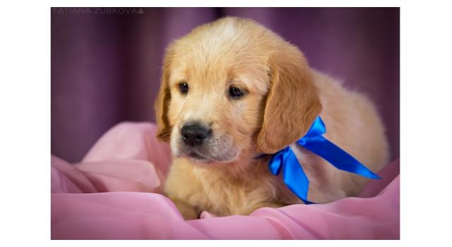 Щенки золотистого ретривера в питомнике Goldberry Щенки золотистого ретривера в питомнике Goldberry