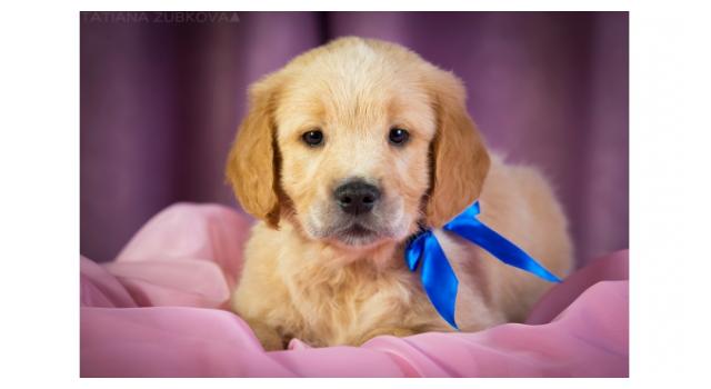 Щенки золотистого ретривера в питомнике Goldberry Щенки золотистого ретривера в питомнике Goldberry