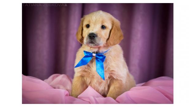 Щенки золотистого ретривера в питомнике Goldberry Щенки золотистого ретривера в питомнике Goldberry