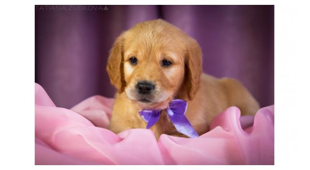 Щенки золотистого ретривера в питомнике Goldberry Щенки золотистого ретривера в питомнике Goldberry