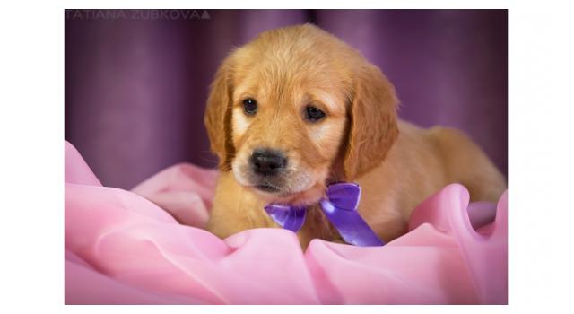 Щенки золотистого ретривера в питомнике Goldberry Щенки золотистого ретривера в питомнике Goldberry