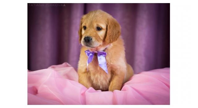 Щенки золотистого ретривера в питомнике Goldberry Щенки золотистого ретривера в питомнике Goldberry