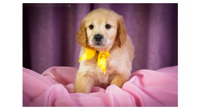 Щенки золотистого ретривера в питомнике Goldberry Щенки золотистого ретривера в питомнике Goldberry