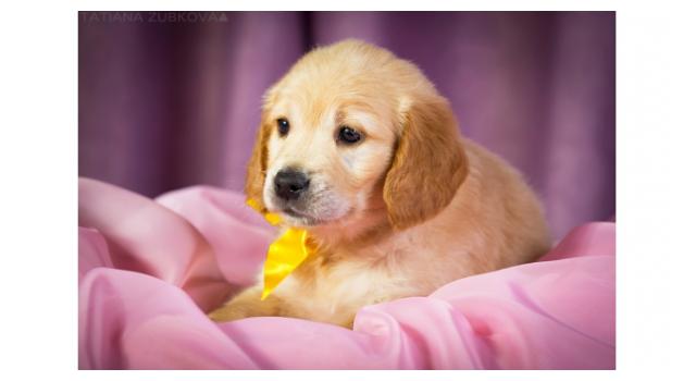 Щенки золотистого ретривера в питомнике Goldberry Щенки золотистого ретривера в питомнике Goldberry