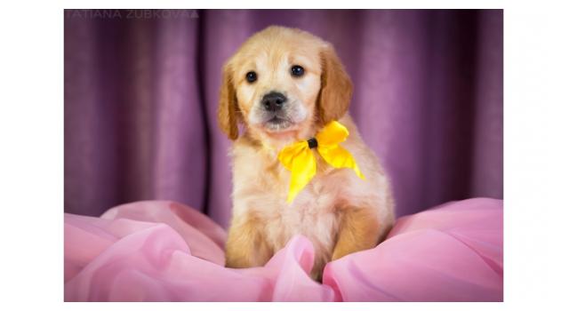 Щенки золотистого ретривера в питомнике Goldberry Щенки золотистого ретривера в питомнике Goldberry