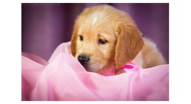 Щенки золотистого ретривера в питомнике Goldberry Щенки золотистого ретривера в питомнике Goldberry