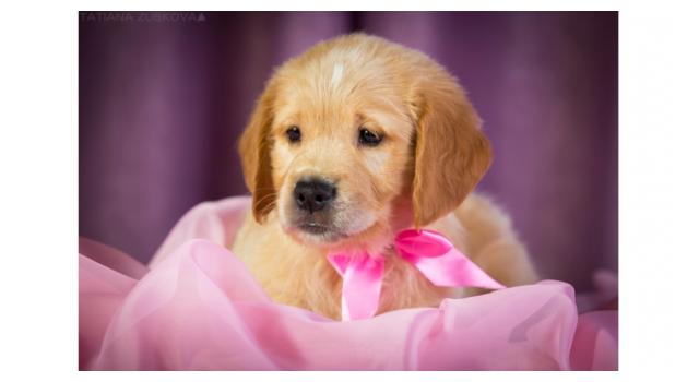 Щенки золотистого ретривера в питомнике Goldberry Щенки золотистого ретривера в питомнике Goldberry