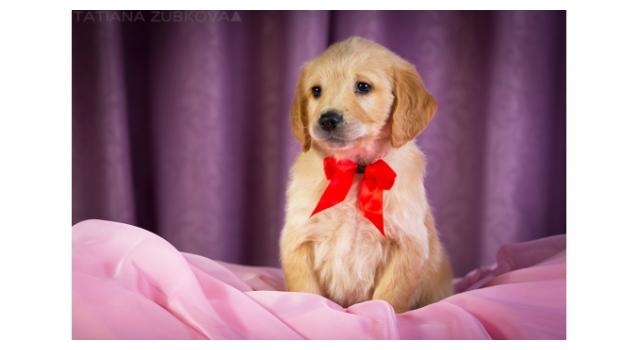 Щенки золотистого ретривера в питомнике Goldberry Щенки золотистого ретривера в питомнике Goldberry